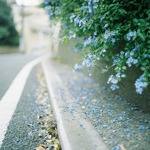 流年浅夏