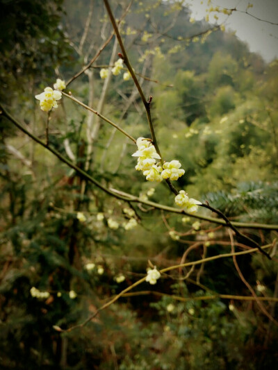 山花