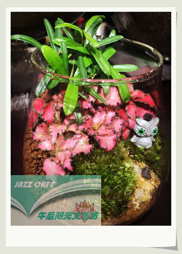 园艺设计苔藓微景观 玻璃瓶保湿防辐射植物寝室书桌办公桌 美美哒muji风格家居 卧室寝室必备 淘宝暂时只支持北京市内成品送货