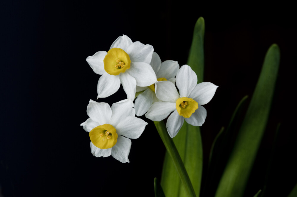 水仙（Narcissus tazettaL. var. chinensis Roem. ）：又名中国水仙，是多花水仙的一个变种。是石蒜科多年生草本植物。水仙的叶由鳞茎顶端绿白色筒状鞘中抽出花茎（俗称箭）再由叶片中抽出。一般每个鳞茎可抽花茎1-2枝，多者可达8-11枝，伞状花序。花瓣多为6片，花瓣末处呈鹅黄色。花蕊外面有一个如碗一般的保护罩。鳞茎卵状至广卵状球形，外被棕褐色皮膜。叶狭长带状，蒴果室背开裂。花期春季。