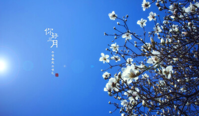 Hello,March.你好，三月。壁纸 插画 素材 唯美 拍摄 文字