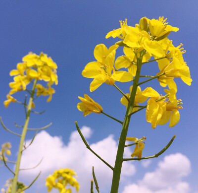 陌上花开