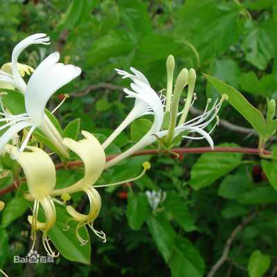 金银花 ，又名忍冬（学名：Lonicera japonica）。“金银花”一名出自《本草纲目》，由于忍冬花初开为白色，后转为黄色，因此得名金银花。药材金银花为忍冬科忍冬属植物忍冬及同属植物干燥花蕾或带初开的花。[1]
金…