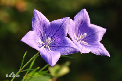 桔梗（Platycodon grandiflorus），别名包袱花、铃铛花、僧帽花，是多年生草本植物，茎高20～120厘米，通常无毛，偶密被短毛，不分枝，极少上部分枝。叶全部轮生，部分轮生至全部互生，无柄或有极短的柄，叶片卵形，…