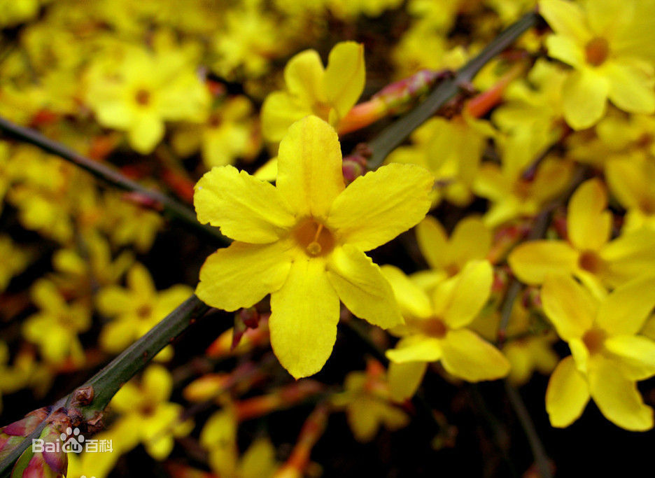 迎春花学名（Jasminum nudiflorum），别名迎春、黄素馨、金腰带，落叶灌木丛生。株高30-100厘米。小枝细长直立或拱形下垂，呈纷披状。3小叶复叶交互对生，叶卵形至矩圆形。花单生在去年生的枝条上，先于叶开放，有清香，金黄色，外染红晕，花期2-4月。因其在百花之中开花最早，花后即迎来百花齐放的春天而得名。