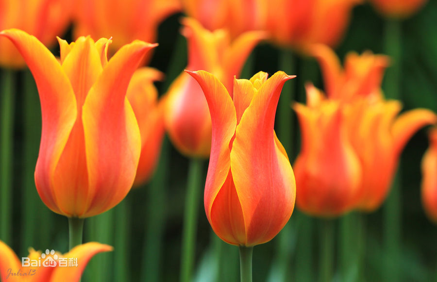 郁金香（学名：Tulipa gesneriana），百合科郁金香属的草本植物，是土耳其、哈萨克斯坦、荷兰的国花。英文名：Flower of Common Tulip， Flower of Late Tulip ，中药名称：郁金香《本草拾遗》；郁金香《太平御览》；红蓝花、紫述香《纲目》。花叶3-5枚，条状披针形至卵状披针状，花单朵顶生，大型而艳丽，花被片红色或杂有白色和黄色，有时为白色或黄色，长5-7厘米，宽2-4厘米，6枚雄蕊等长，花丝无毛，无花柱，柱头增大呈鸡冠状，花期4-5月。