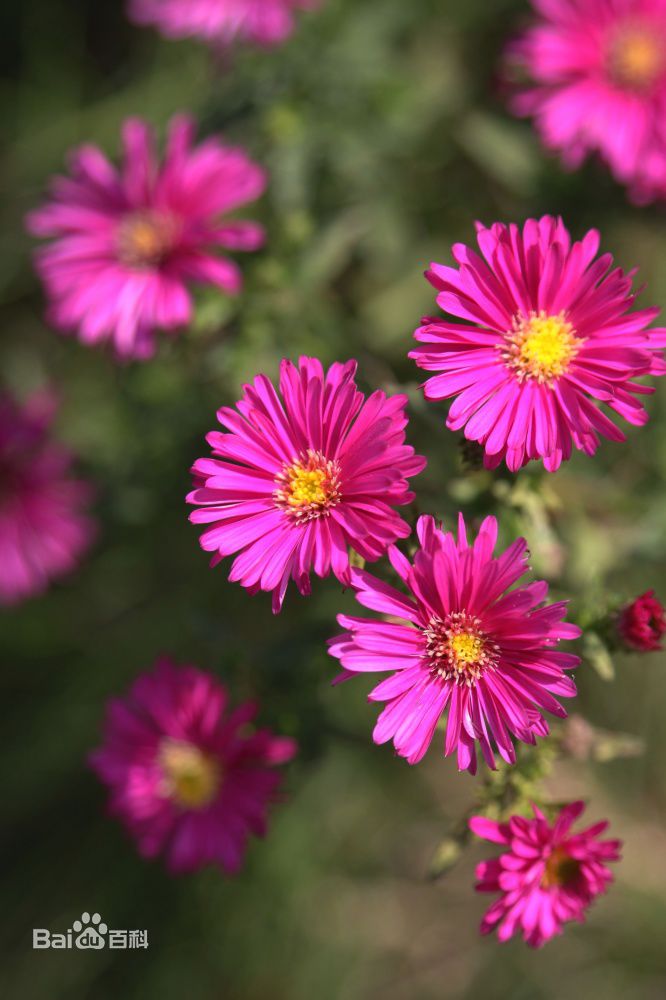 荷兰菊（学名：Aster novi-belgii）又名：纽约紫菀。为菊科宿根花卉。须根较多，有地下走茎，茎丛生、多分枝，高60厘米至100厘米，叶呈线状披针形，光滑，幼嫩时微呈紫色，在枝顶形成伞状花序，花蓝紫色，花期为10月。荷兰菊为多年生草本。株高50~100cm。叶片椭圆形，头状花序，单生，蓝色。