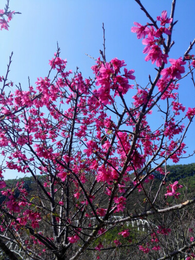 美丽的红樱——深圳仙湖植物园