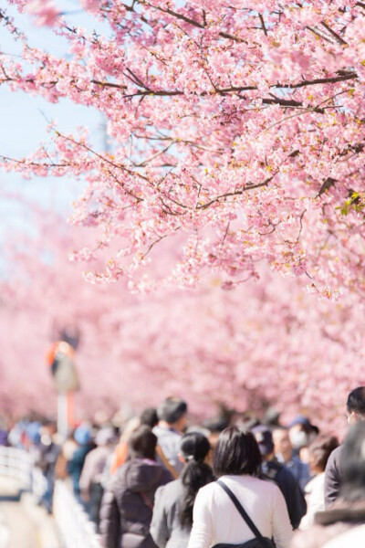 此情此景.繁花