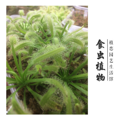 植恋园艺生活馆·食虫植物