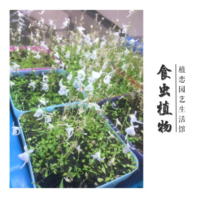 植恋园艺生活馆·食虫植物