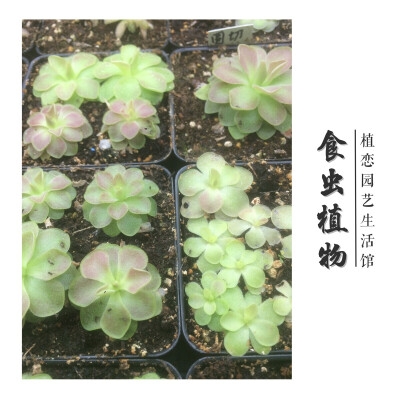 植恋园艺生活馆·食虫植物