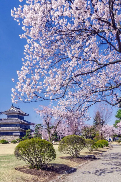 此情此景.繁花