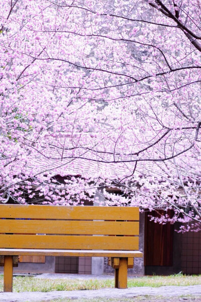 此情此景.繁花