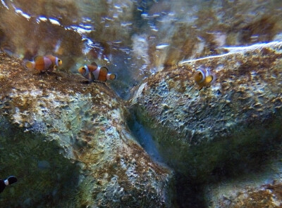 水族馆的鱼儿 菲律宾，马尼拉海洋公园