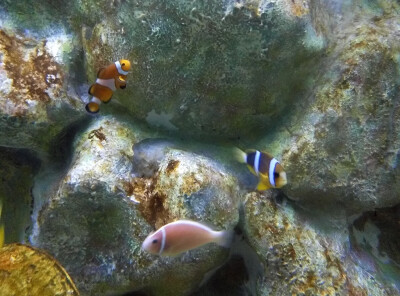 水族馆的鱼儿 菲律宾，马尼拉海洋公园