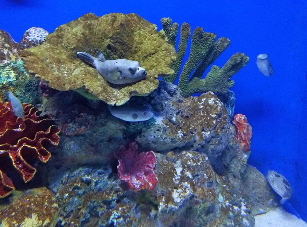 水族馆的鱼儿 菲律宾，马尼拉海洋公园