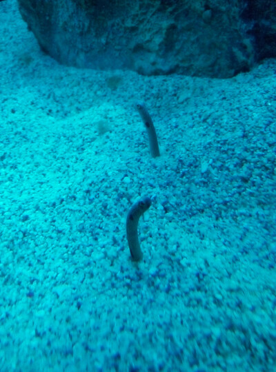 水族馆的鱼儿 菲律宾，马尼拉海洋公园