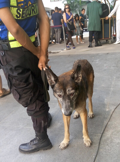 酒店门口值班的警犬小哥 菲律宾，马尼拉酒店