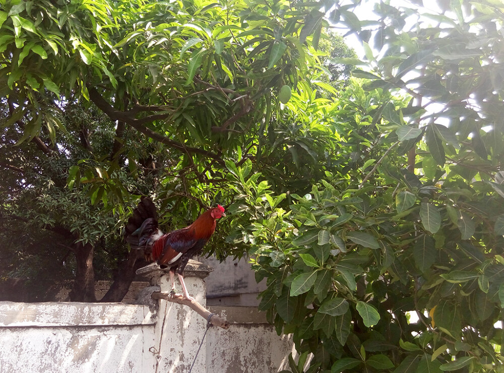 威风的斗鸡 菲律宾，马尼拉皇城