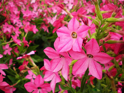 花烟草（拉丁学名Nicotiana alata Link et Otto），别名花烟草、长花烟草、大花烟草。有限的多年生草本，高0.6-1.5米，全体被粘毛。喜温暖、向阳的环境。原产阿根廷和巴西，在中国很多地方都有栽培。有一定的观赏价值。