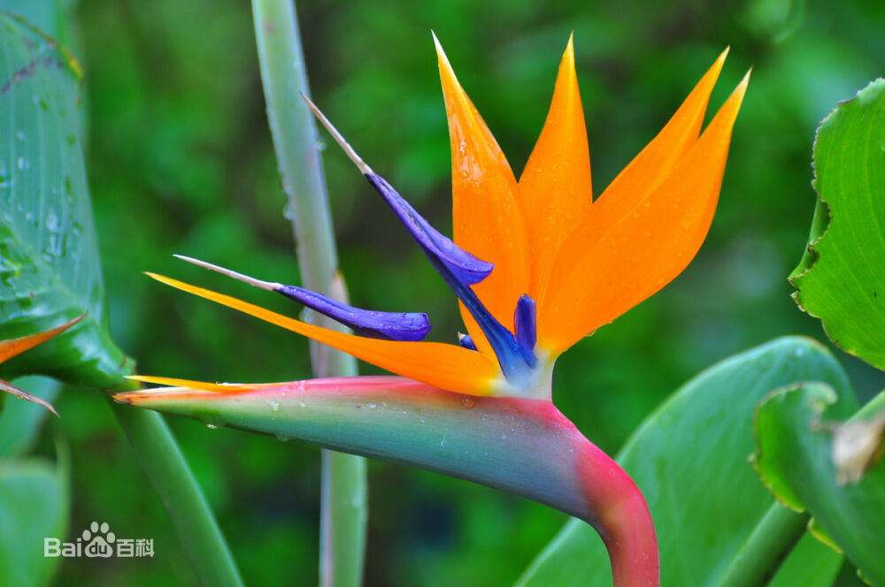 鹤望兰（Strelitzia reginae Aiton），又名天堂鸟花或极乐鸟花，为旅人蕉科鹤望兰属多年生草本植物，无茎。叶片顶端急尖；叶柄细长。花数朵生于总花梗上，下托一佛焰苞；佛焰苞绿色，边紫红，萼片橙黄色，花瓣暗蓝色；雄蕊与花瓣等长；花药狭线形。花期在冬季。