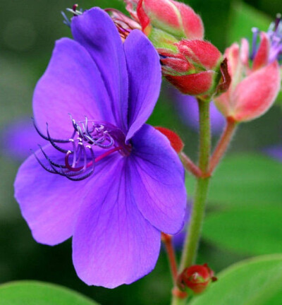 紫色 花卉