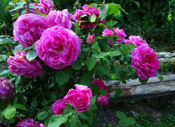 Mme Isaac Pereire 艾萨克太太：1881年法国由阿尔芒·加尔松育成 。攀登类型。深粉红色。强烈的覆盆子香味。花瓣数55枚，平均花径13公分。非常大，非常全（41+花瓣），杯形、四面开花的形式，多季节重复绽放。高度可达185-250公分，宽度可达120-185公分。可用于切花、柱子或花园等。