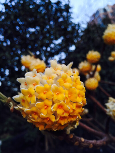 小区楼下这花也很多，味道大了点，但看着挺美～还双色的！