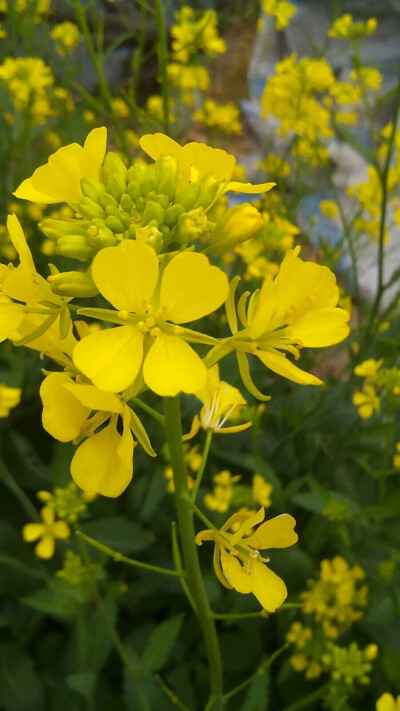 好看的花，果实能炸好吃的油，就是这样的。