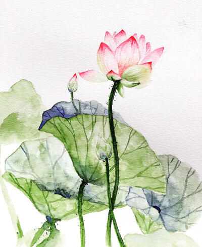 荷花 莲花 植物 手绘 水彩 彩铅 二次元 中国风