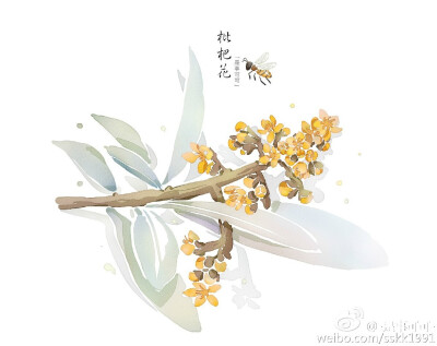 【绘师微博：-是事可可-】#手绘水彩##枇杷花#
