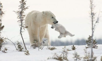 好可爱的小北极熊照片，萌化了
