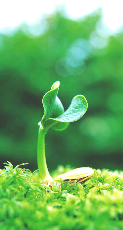 花 有你而美 壁纸