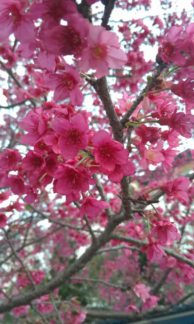 山樱花开红艳艳。