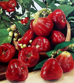 【搜集|原味食材的鲜美】