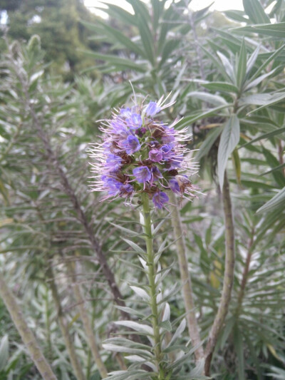 沙漠之花