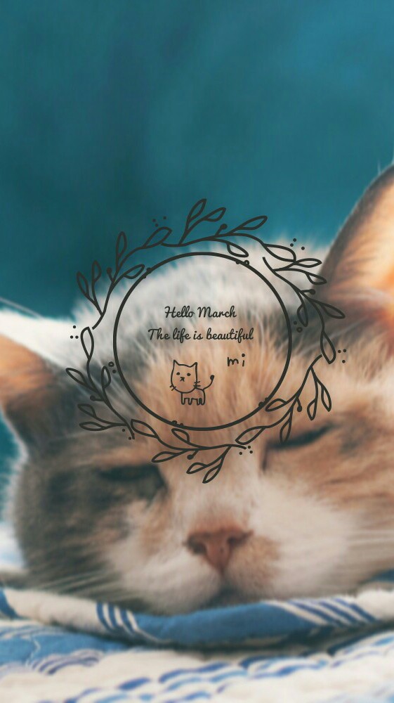 你好三月月份壁纸萌宠猫咪英文无水印持续更新中