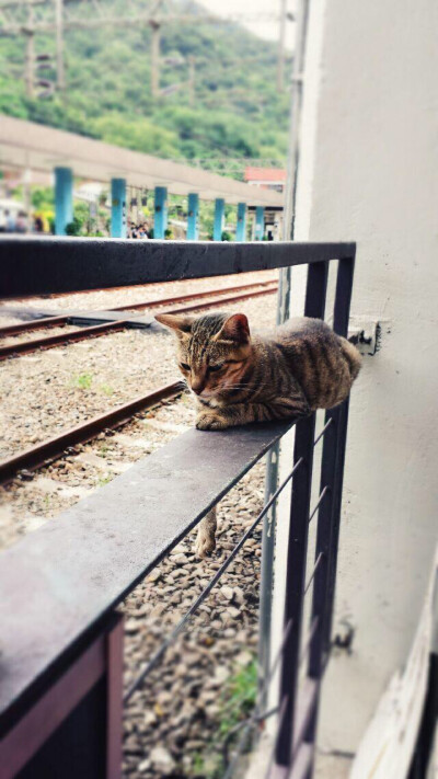 The station and the cat.