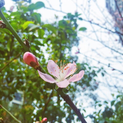 桃之夭夭，灼灼其华❀