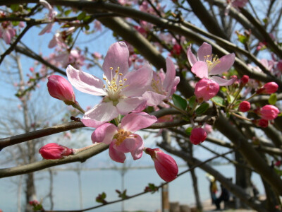 桃花 春天 