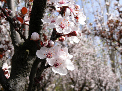 梨花 春意盎然 