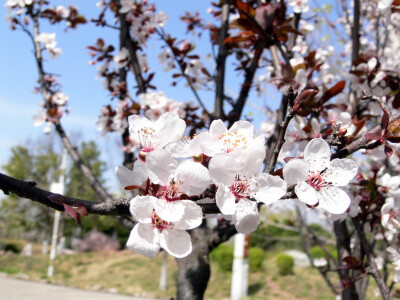 梨花 春天 