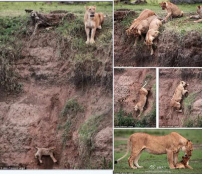 【母狮不顾危险勇救跌崖幼仔】英国每日邮报报道，一名摄像师在肯尼亚野外拍到了一组感人的照片。一头幼狮不小心失足挂在悬崖边缘，生命危在旦夕。幼狮的母亲和另外4头狮子一时惊恐于悬崖的陡峭而不知所措，正当幼狮…