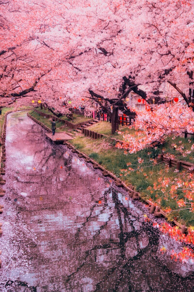 此情此景.繁花