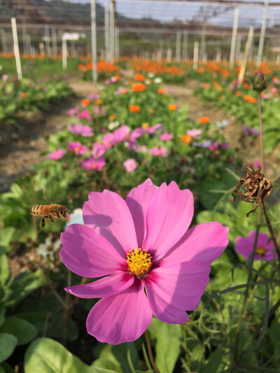 格桑花開