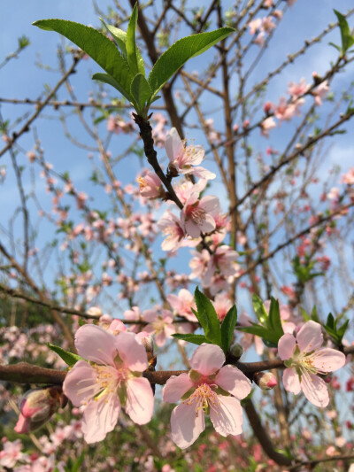 桃花