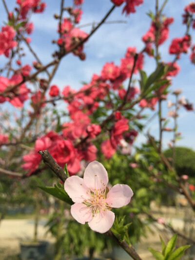 花儿朵朵开