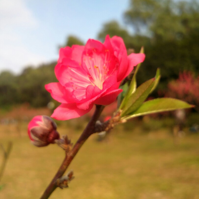 桃花林里桃花仙。