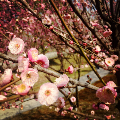 繁花似春